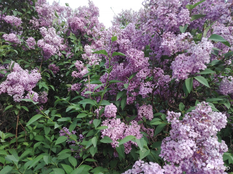 Még orgona keresőben