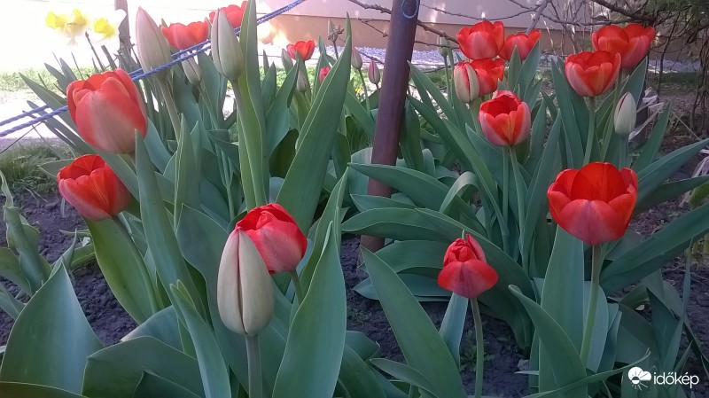 A virágoskert díszei 