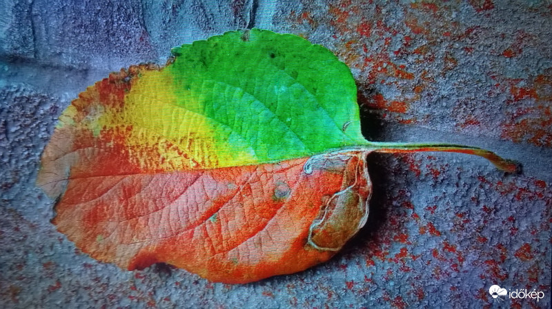Színes levél