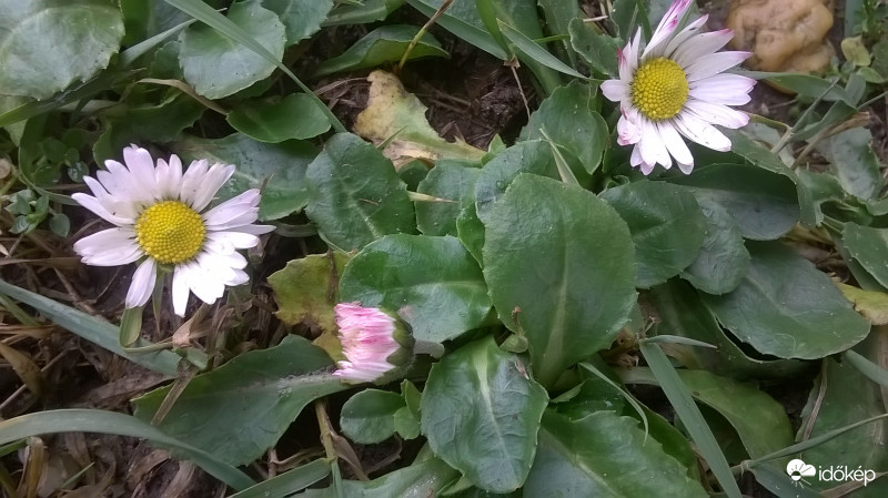 2018 január 5 ( tavasz )