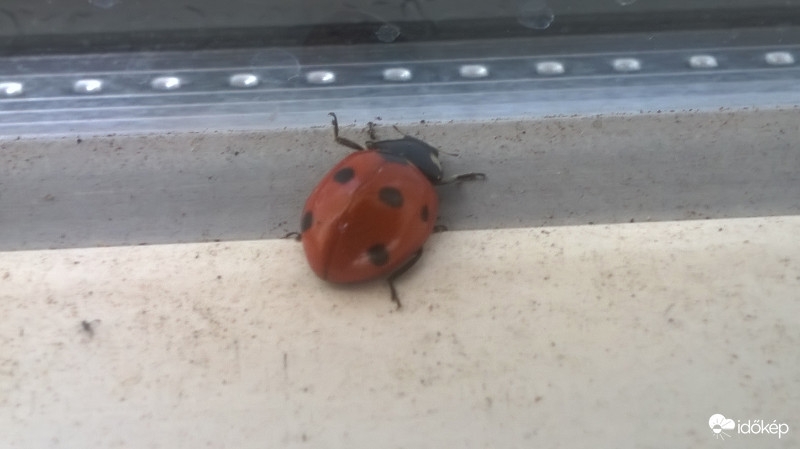 Ébredező " apróságok "