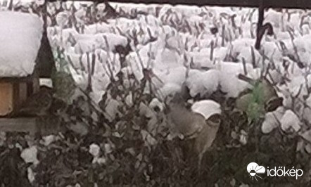 Verebek a cinegék táplálékán 