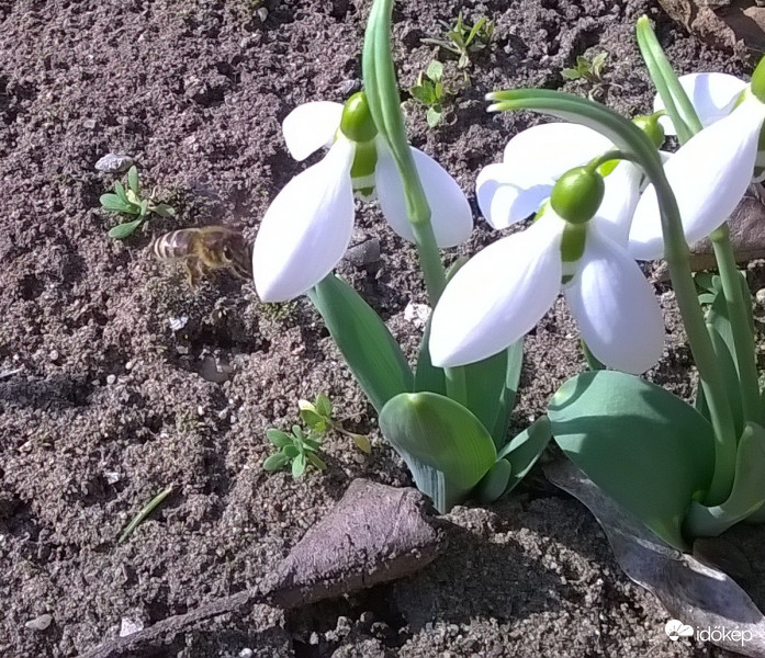 Megjöttek a méhek 
