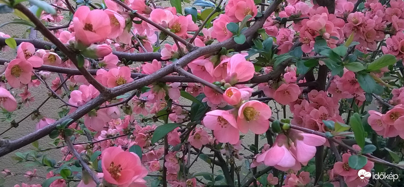 Japánbirs virágpompában