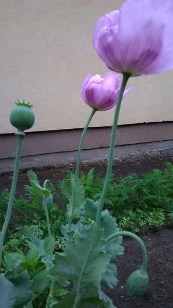 Virágzik a mákom "