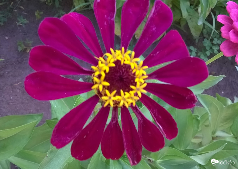 A természet tökéletessége