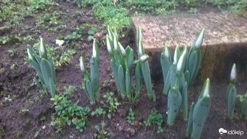 Hóvirággal karácsony 