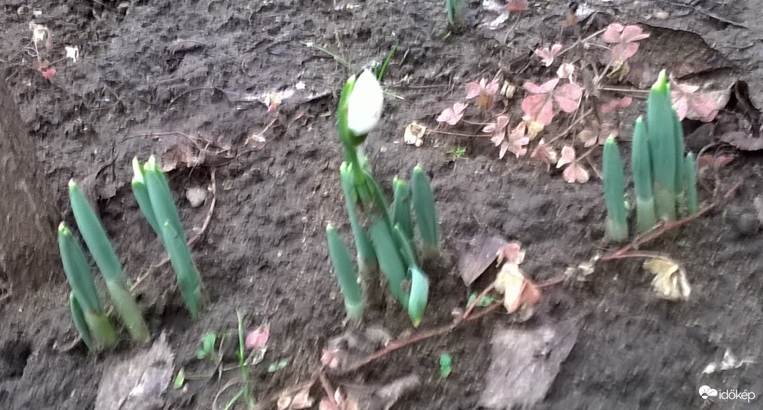 Tavaszodik ?