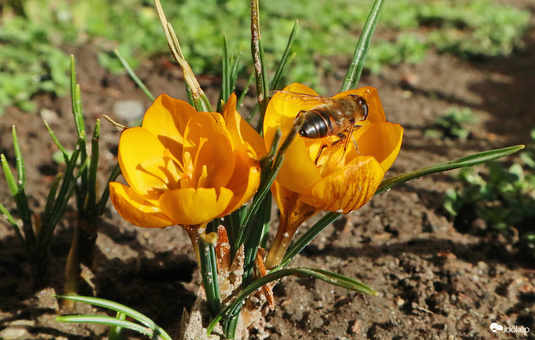 Crocus