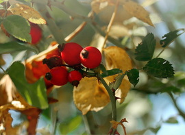 Levelek és csipkebogyó