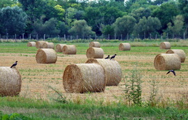 Varjak a bálákon