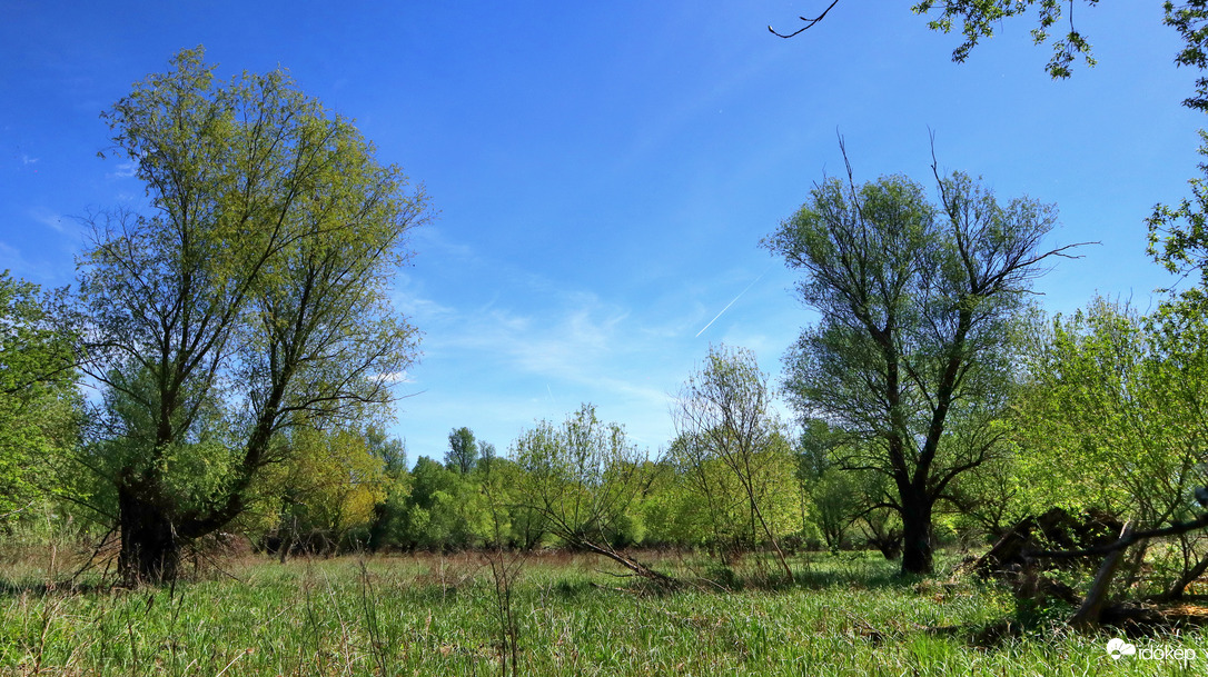 Láperdőn