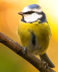 mikloslaszlo fotója