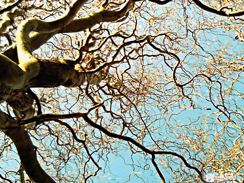 fűzfa még levél nélkül