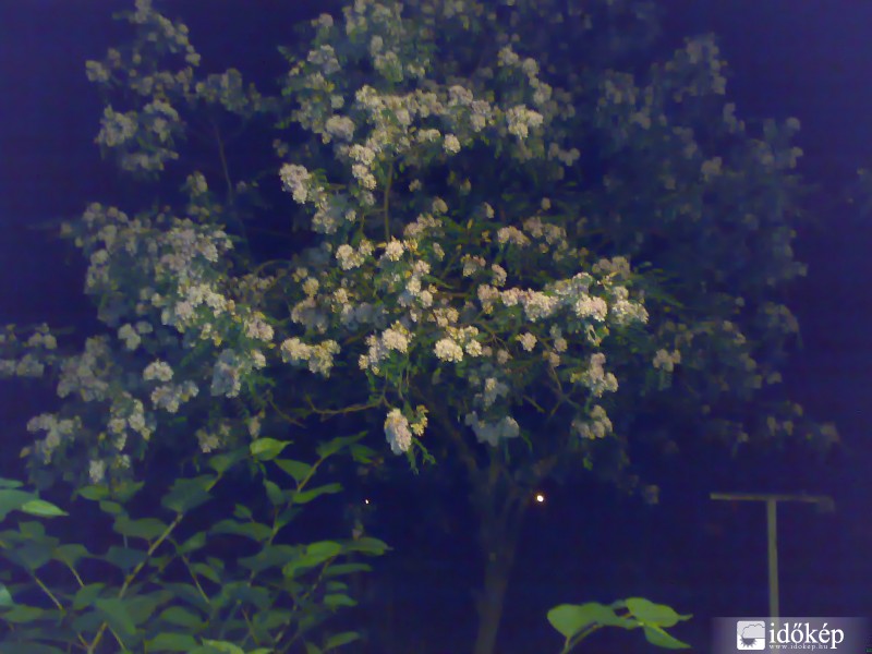 akác éjjeli fényben