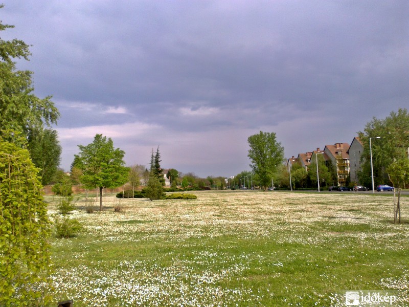 százszorszép mező