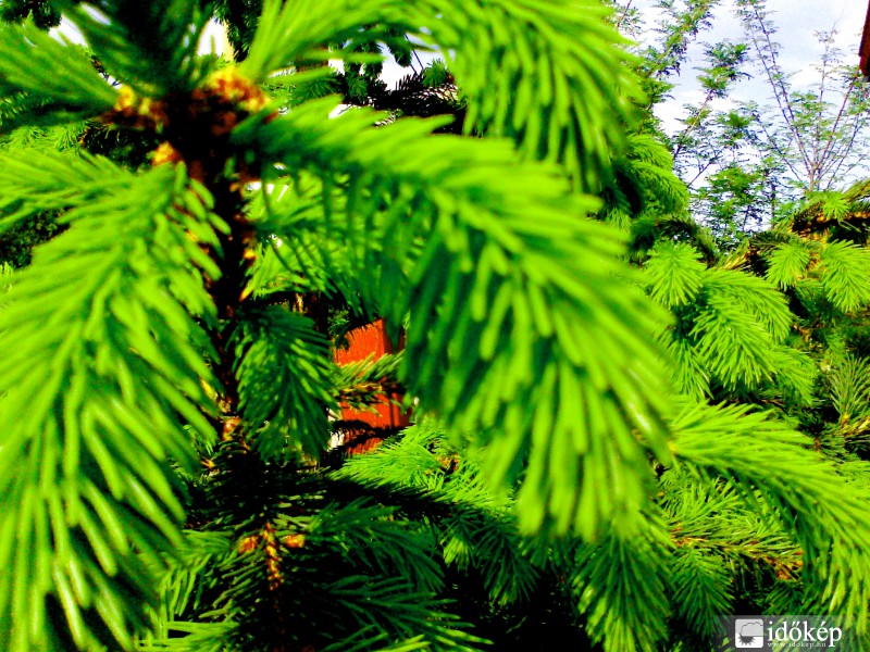 fenyőfa