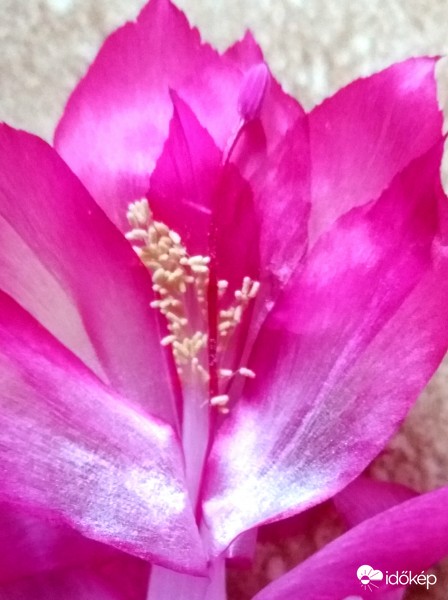 Karácsonyi kaktusz virága...