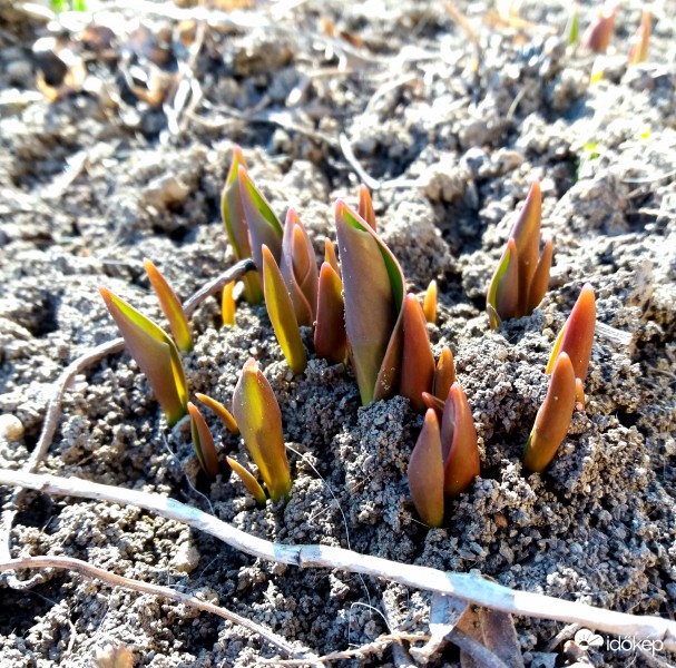 Ez már a tavasz jele