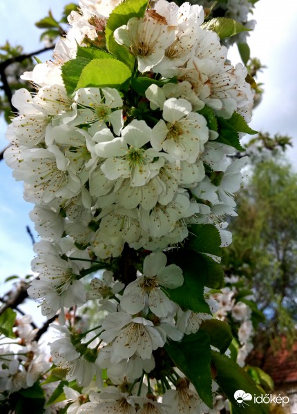 Cseresznye virágzása