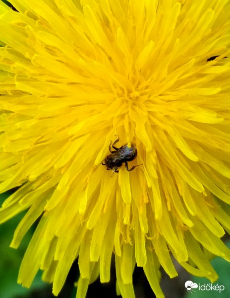 Pitypang kóstolóban