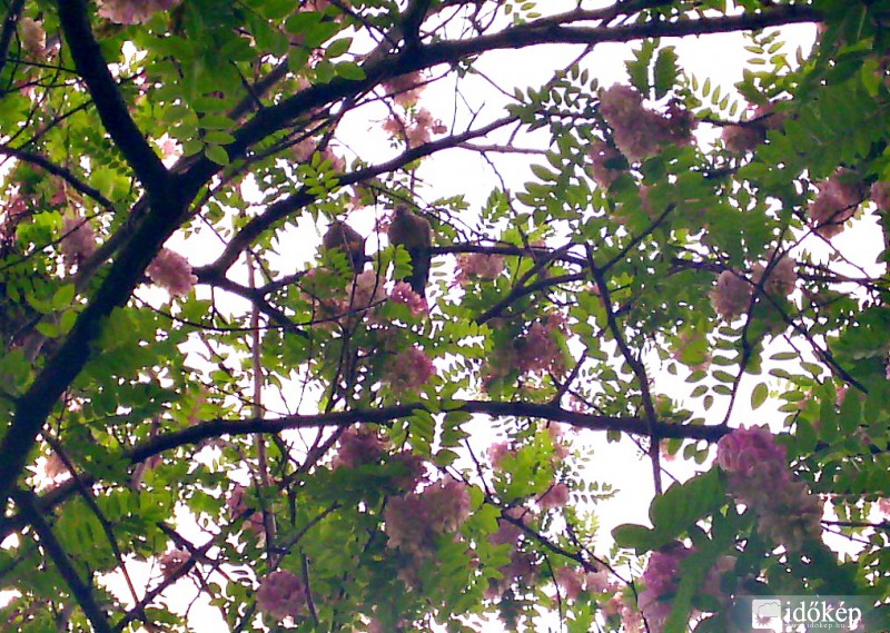 kiültek a kis vadgalambok