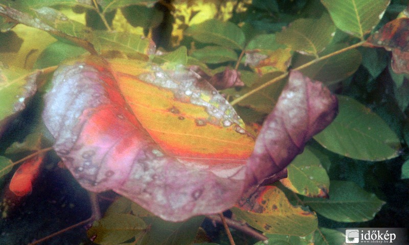 tagadhatatlanul itt az ősz