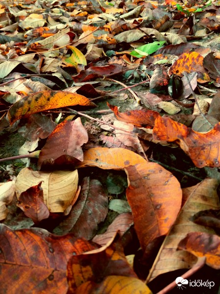 Tagadhatatlan hogy itt az ősz