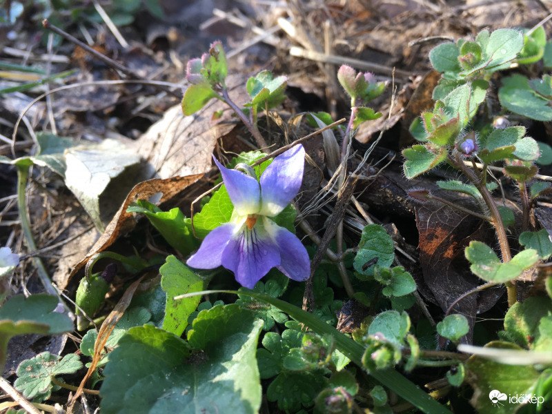 Mély erdőn ibolya virág.. :)