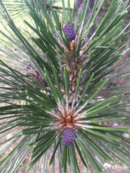 Kicsi vagyok, de nagyra megnövők majd :)