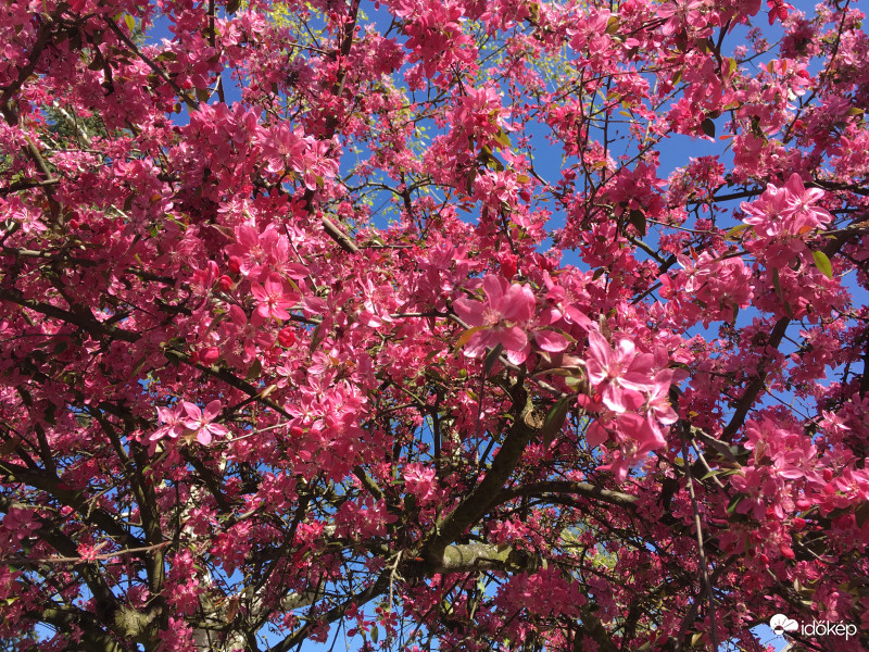 Itt a tavasz, a virágzó fán szorgoskodnak a méhek
