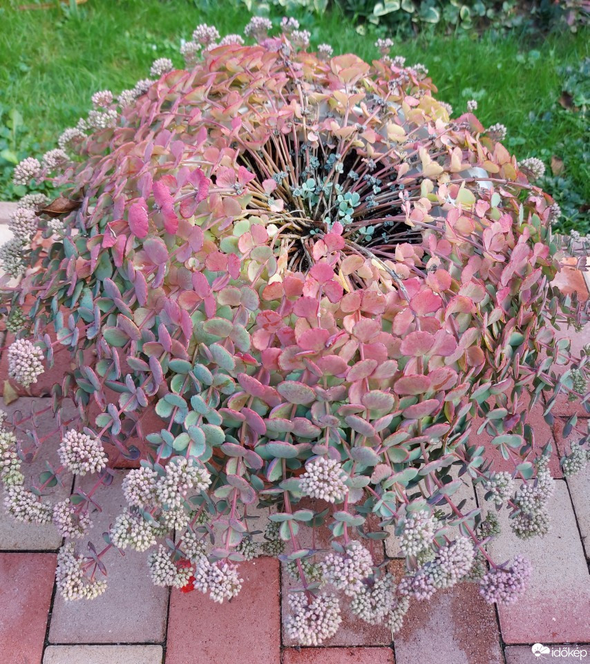Pinkamindszent