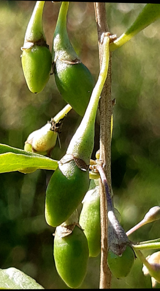 Goji bogyó