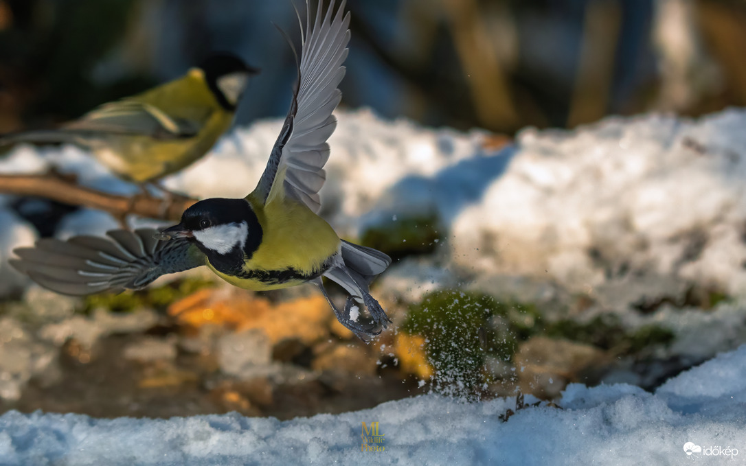 Apró élet a hidegben