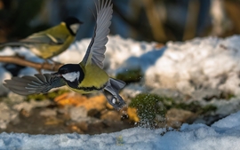 Apró élet a hidegben