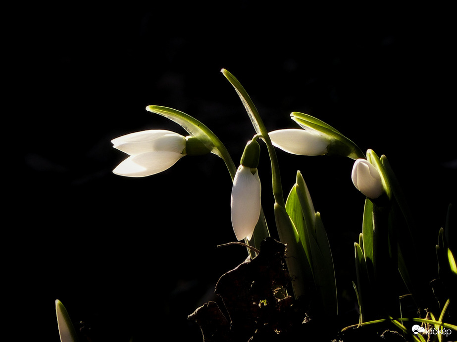 A tavaszt már nem lehet megállítani 