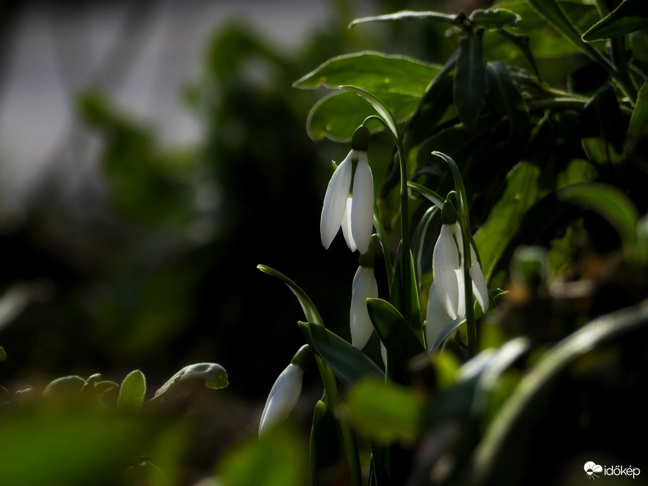 Hóvirágok a napsütésben