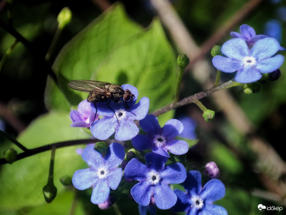 Nefelejcsen dacolva a széllel 