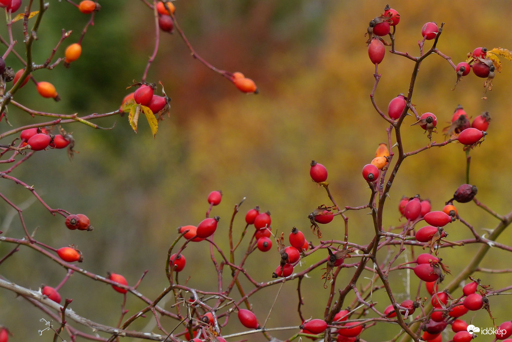 Lassan szedhető lesz