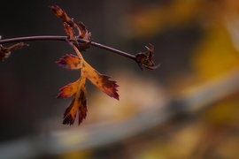 Izzik a galagonya levele