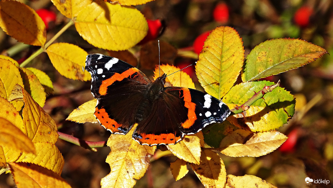 "Csipkebokor rózsa közt"