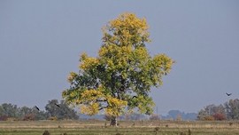 Ősz a Kiskunságban