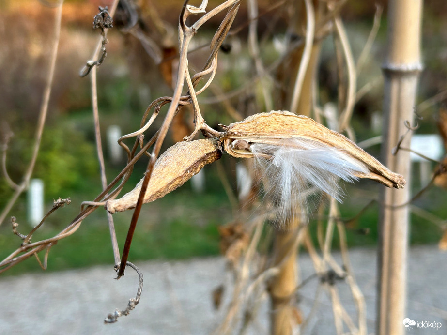 Selyemkóró, azaz vaddohány (egy agresszív faj) termése
