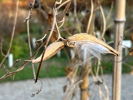 Selyemkóró, azaz vaddohány (egy agresszív faj) termése