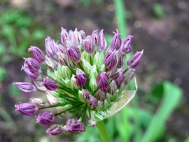 Allium magic