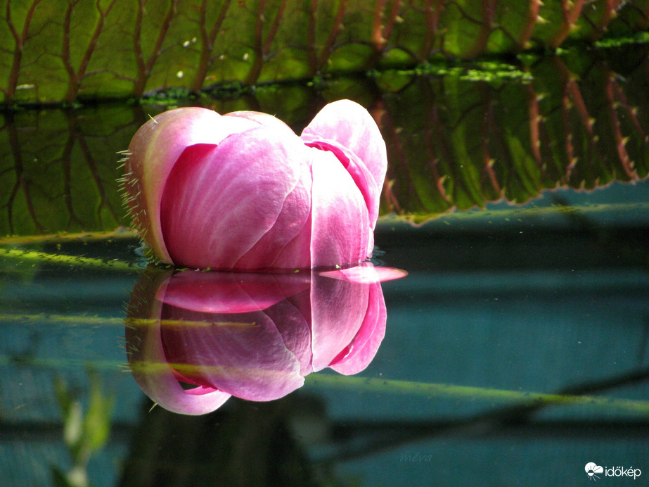 Victoria amazonica