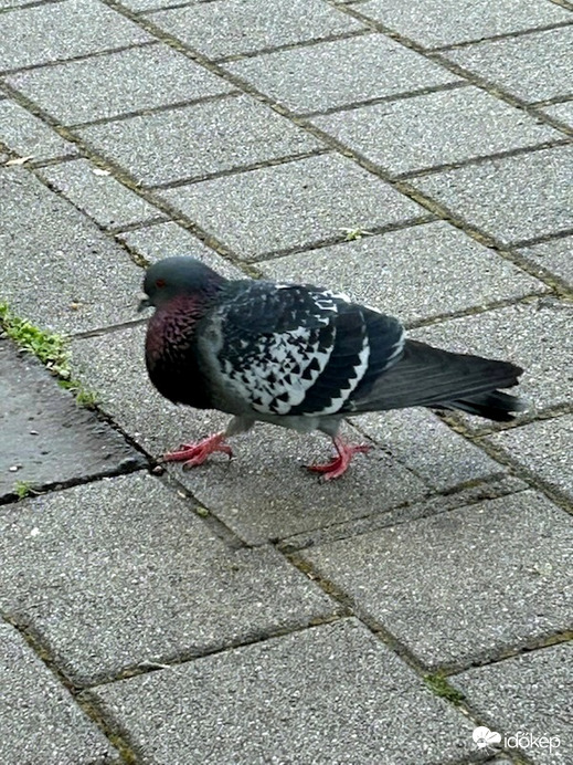 A határozott fellépés sokat számít!
