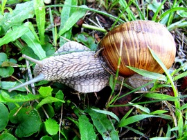 Bozótharcos