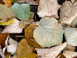 Formák, színek, az avar illata