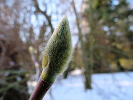 Bundában, tavaszra várva!